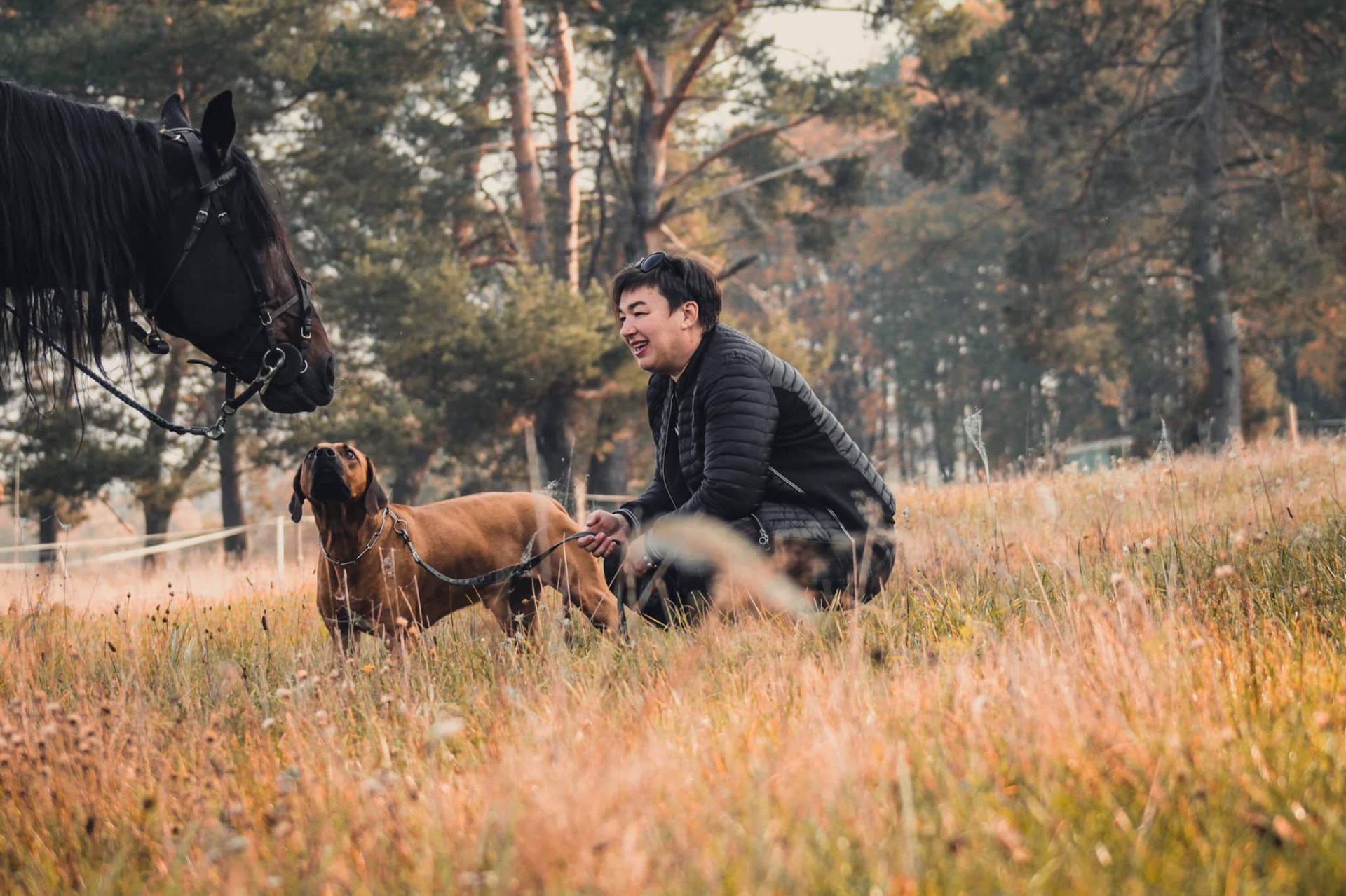 Kůň a pes nepotřebují tlumočníky